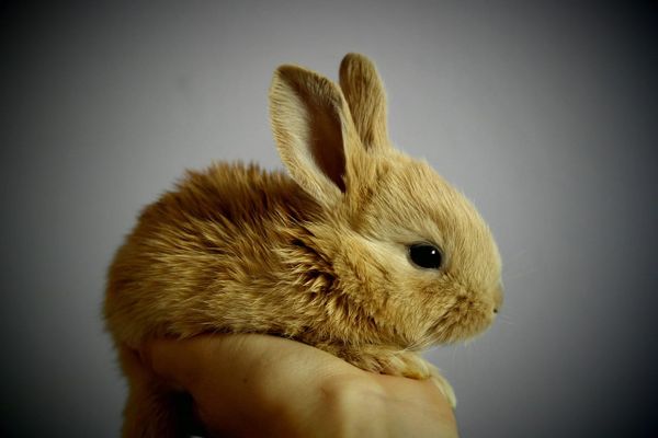 Rabbit Insurance UK 2026: Is It Worth It & Best Providers