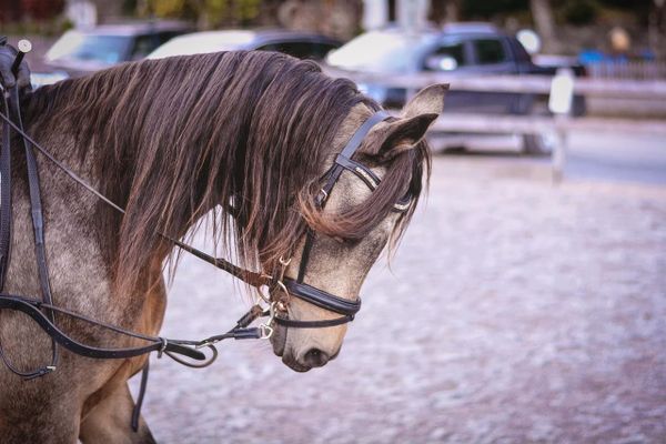 Horse Insurance UK 2026: Best Cover & What It Costs