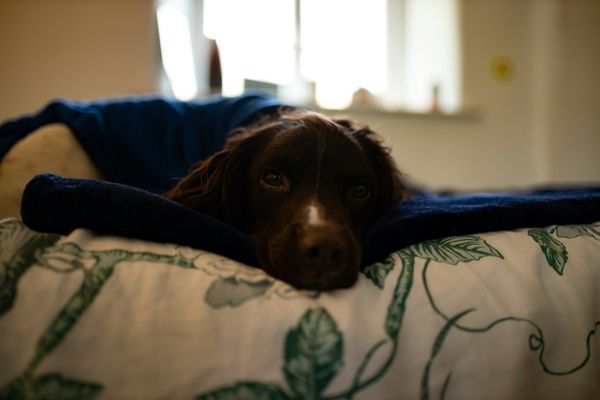 Pet Insurance for Older Dogs and Cats UK 2026: Best Options and What to Expect