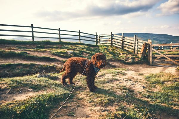 How Much Does Dog Insurance Cost UK 2026? Average Prices by Breed and Age