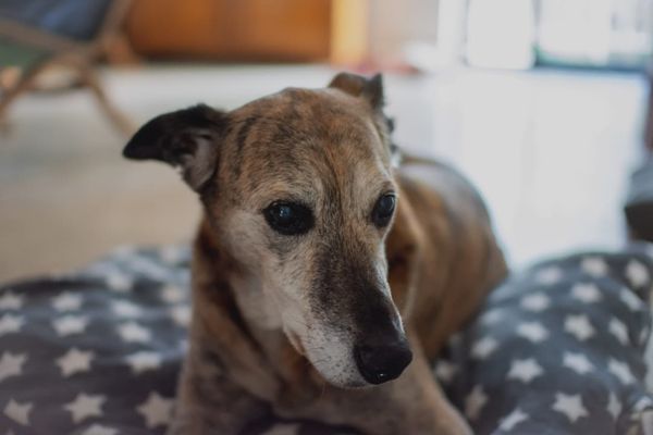 Pet Insurance for Older Dogs, Cats and Pets UK 2026: Senior Cover