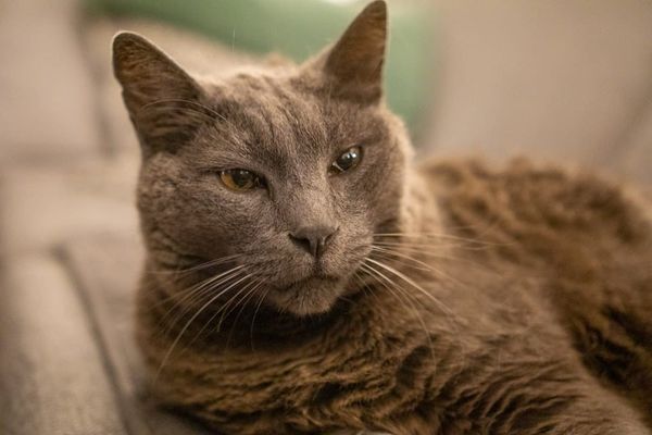 Pet Insurance for Older Cats UK 2026: Cover Options, Costs and What to Expect