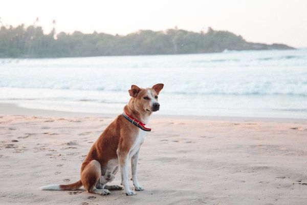 Compare Dog Insurance UK 2026