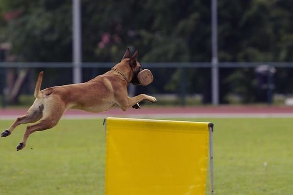 Bringing Pets to the UK from Abroad: Documents and Quarantine