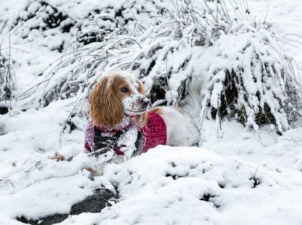 John Lewis Pet Insurance UK 2026: Contact, Claims & Complaints Process
