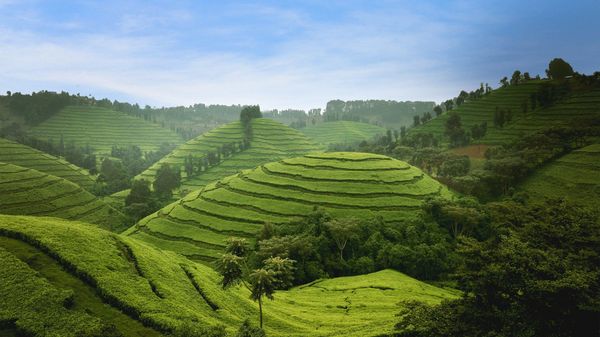41% of tea buyers stick with the same brew, YouGov finds