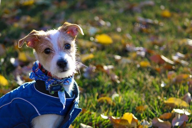 Cheapest Dogs to Insure UK post image