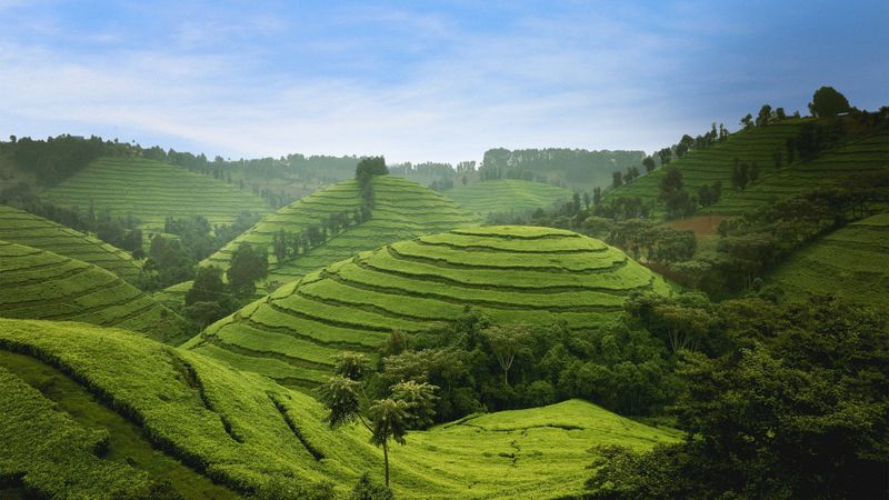 Terraced tea estate on green hillsides in Rwanda