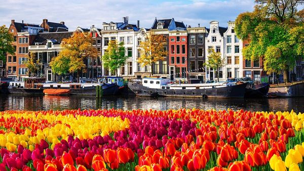 Tulips. River light. Naked friendships waiting to happen.