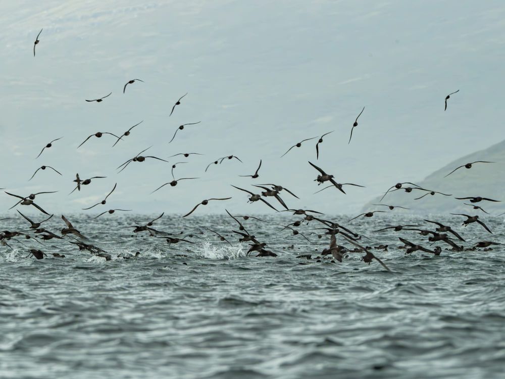 Exploring the pristine wilderness of the Auckland Islands post image