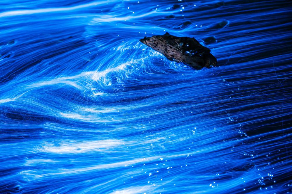 When the natural world comes alive post image