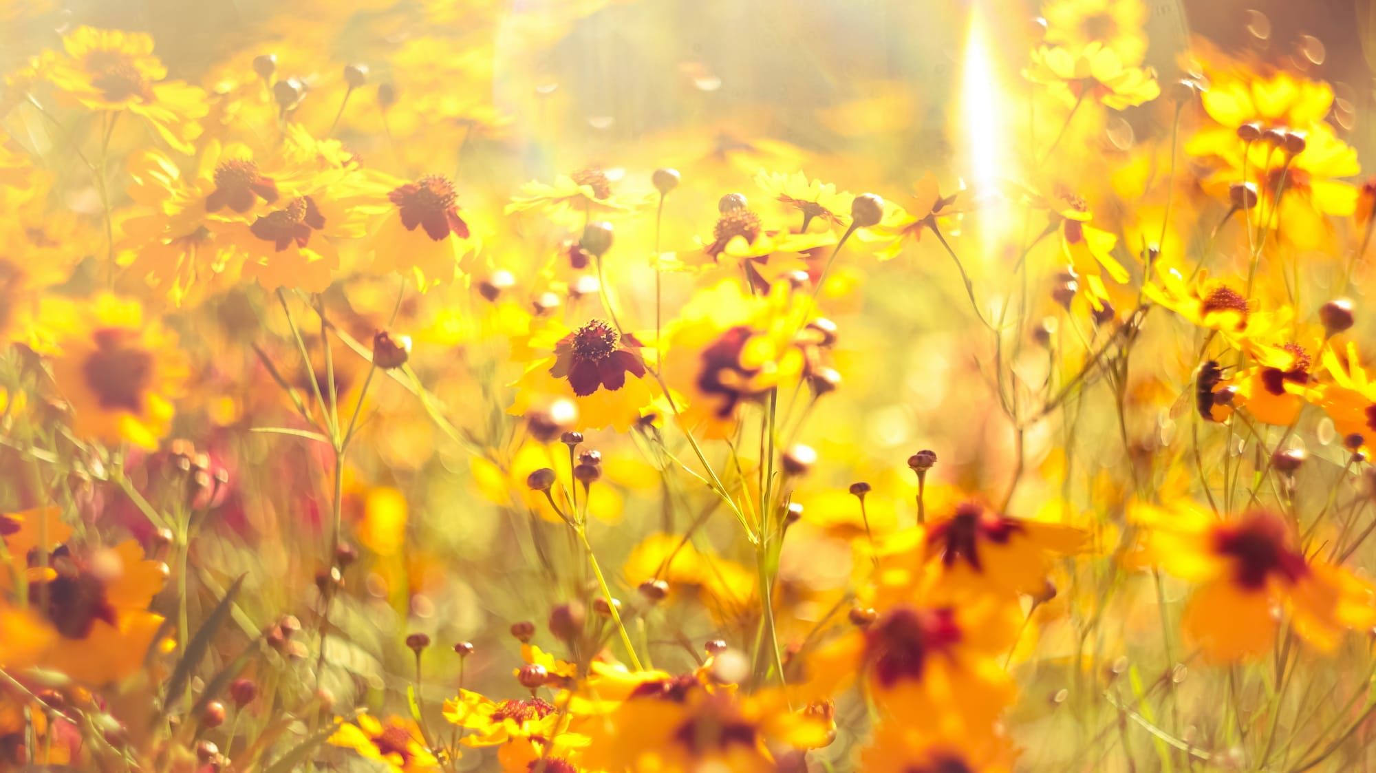 What makes a captivating photo?