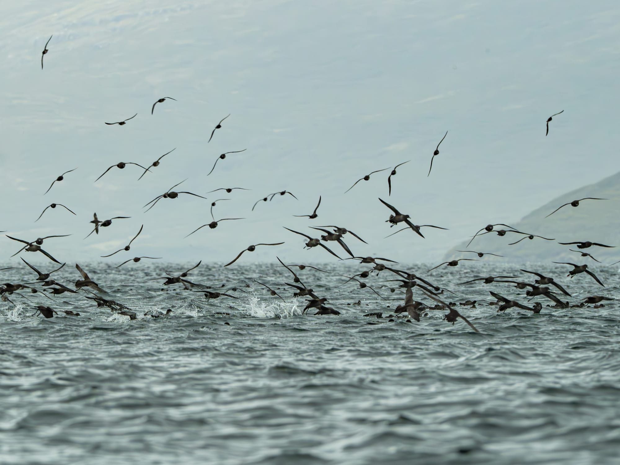 Exploring the pristine wilderness of the Auckland Islands