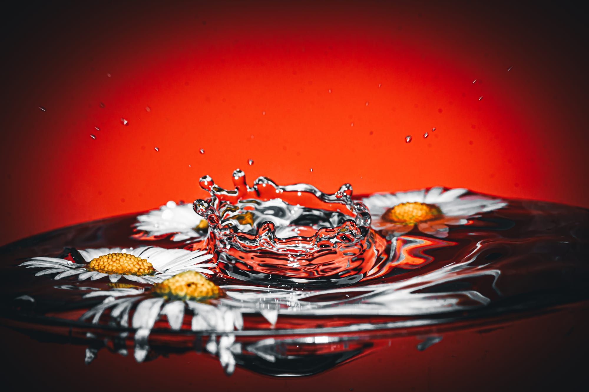 A new passion sparked by a simple gift