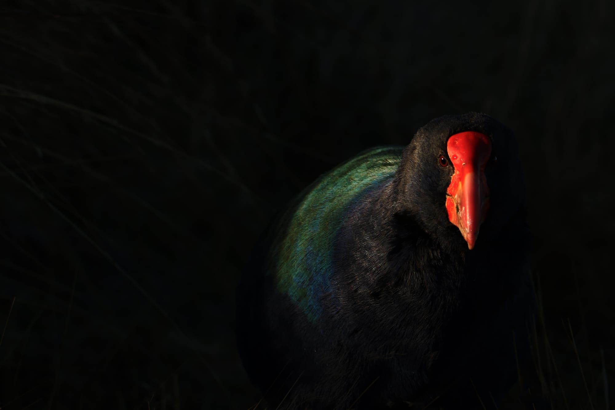 Capturing the wild