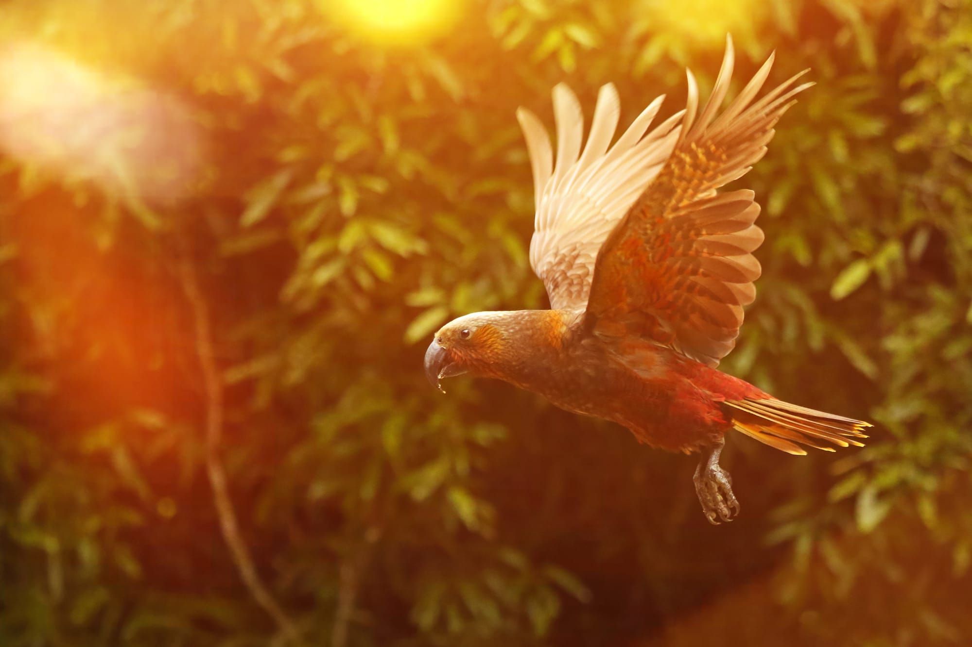 Through the lens: capturing birds at their best