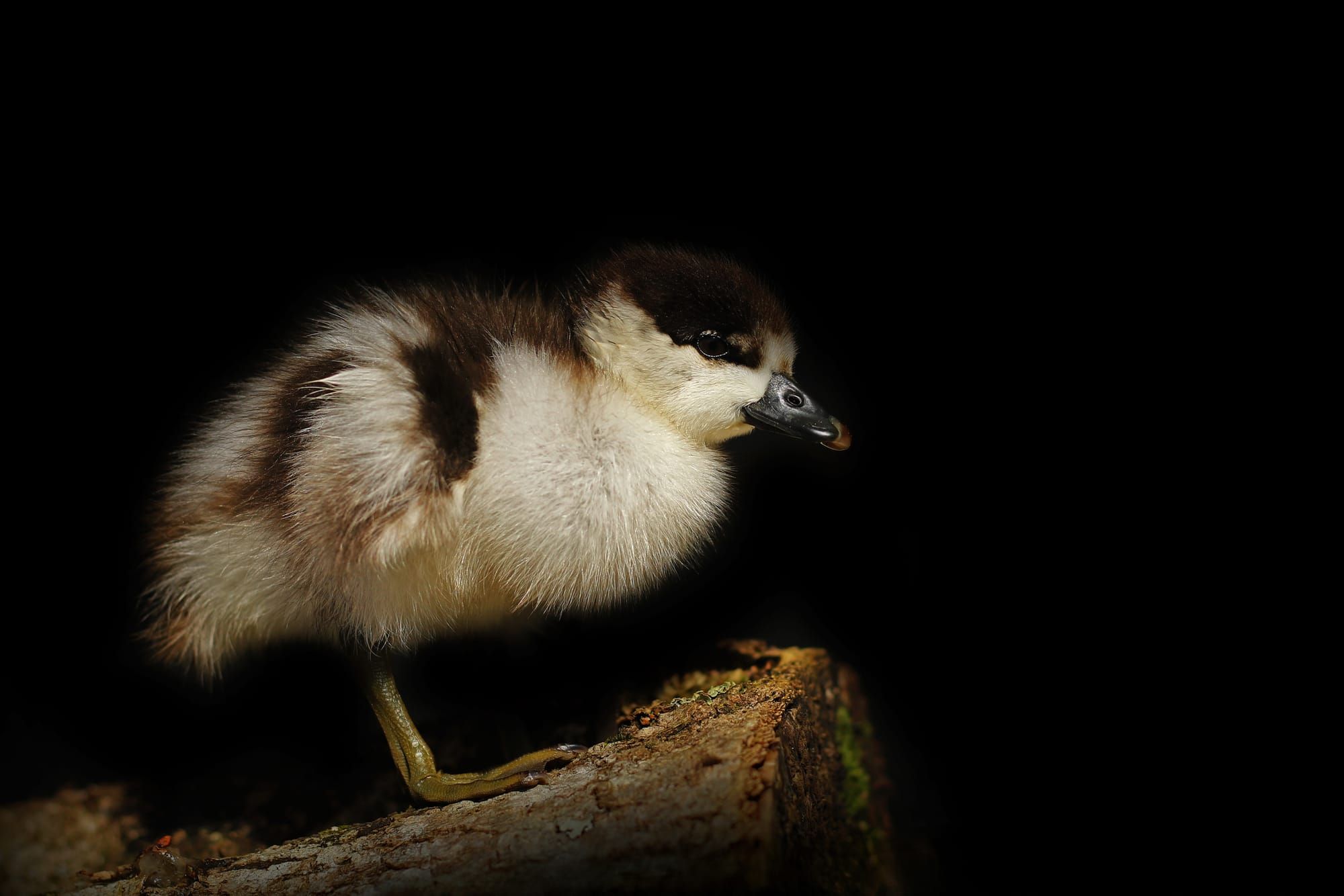 Wildlight with wildlife