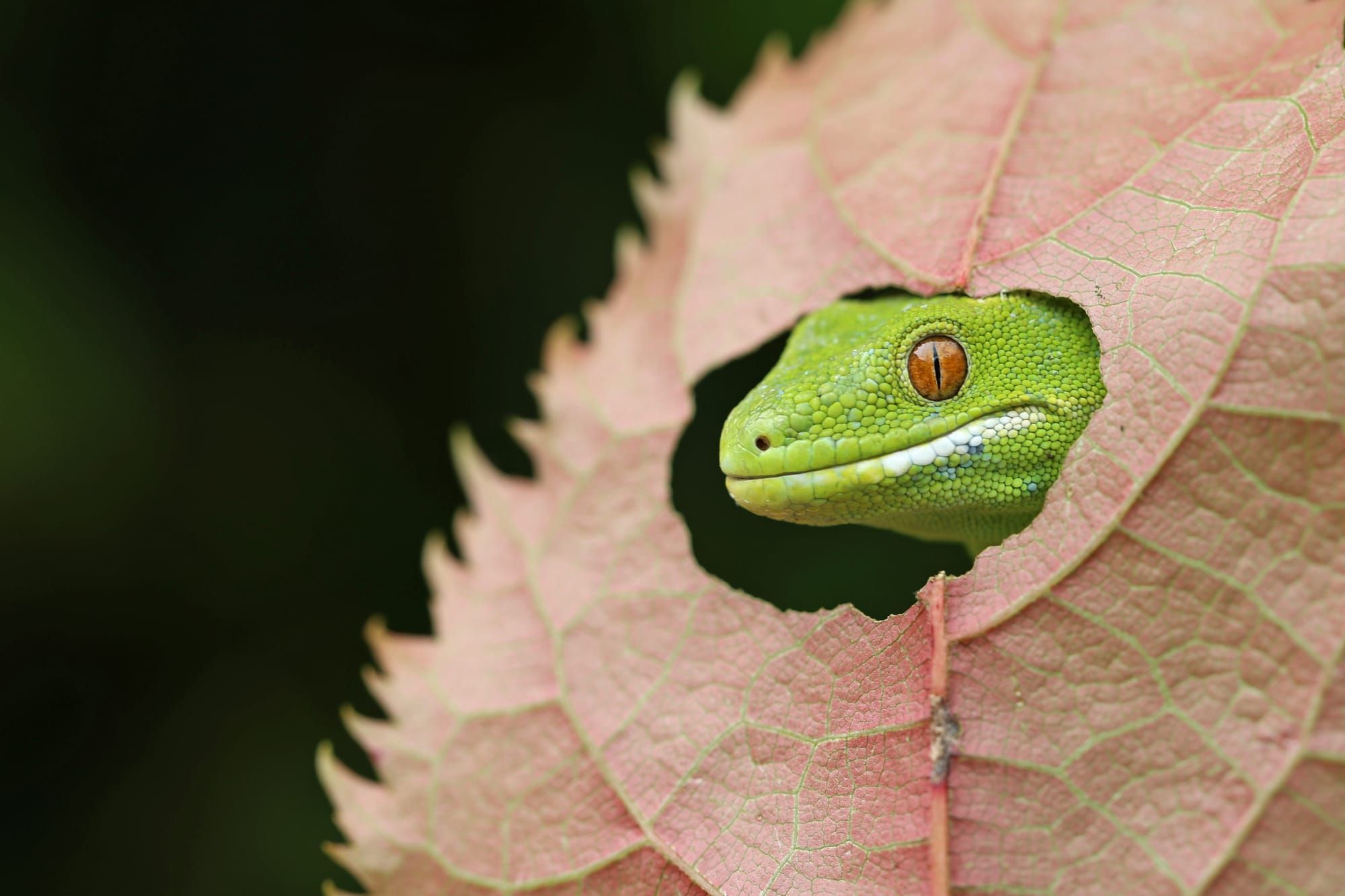 Protecting nature through photography post image