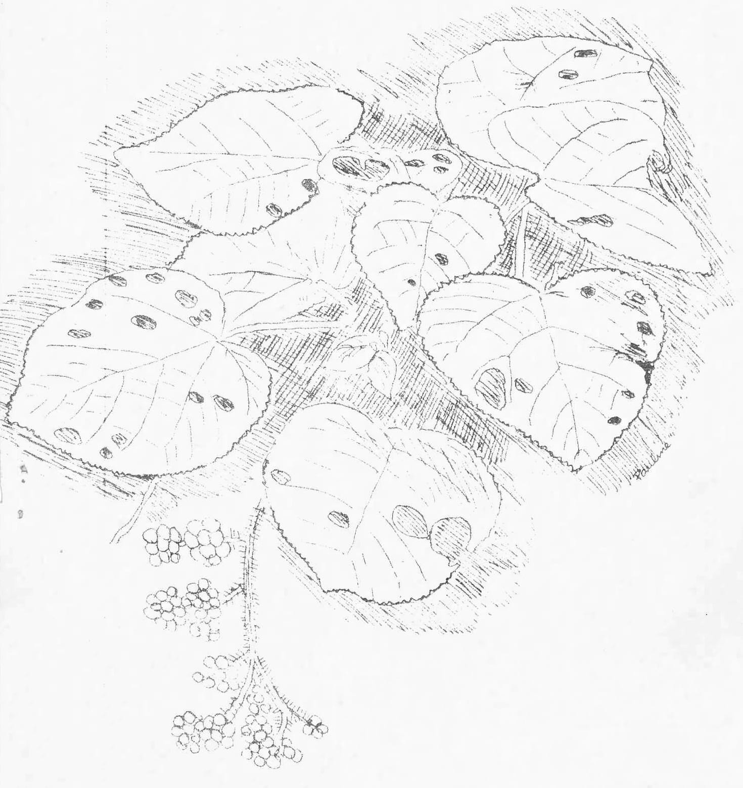 Gympie Gympie (Stinging Tree) Illurstation