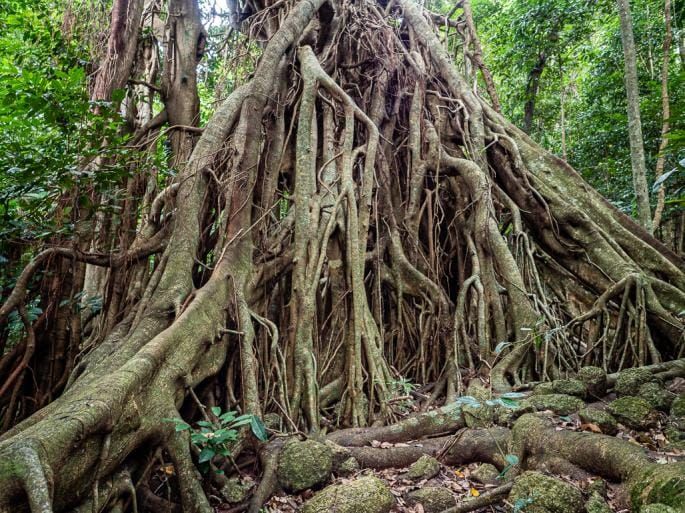Holey Dooley Tree, and a Mouse