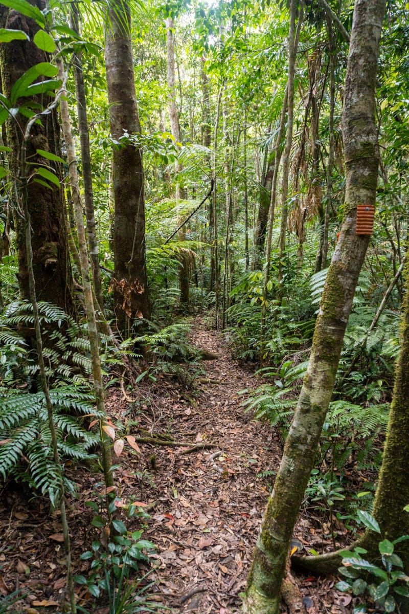 Paluma Range Traverse, Conway, Bambaroo