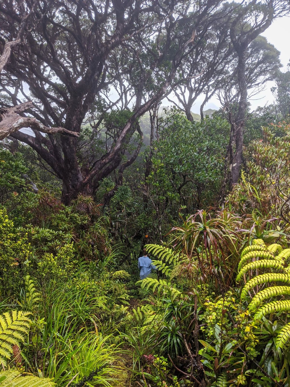Mount Bellenden Ker - Trip Report