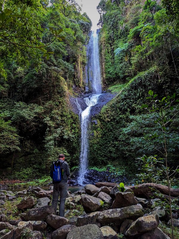 Pine Tree Track, North Johnstone River - Trip Report