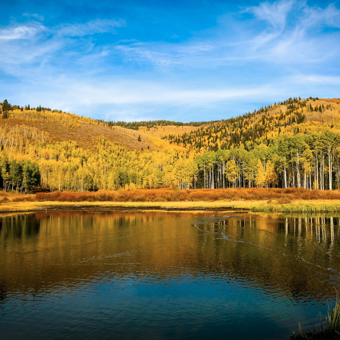 yellow and green trees across lake
