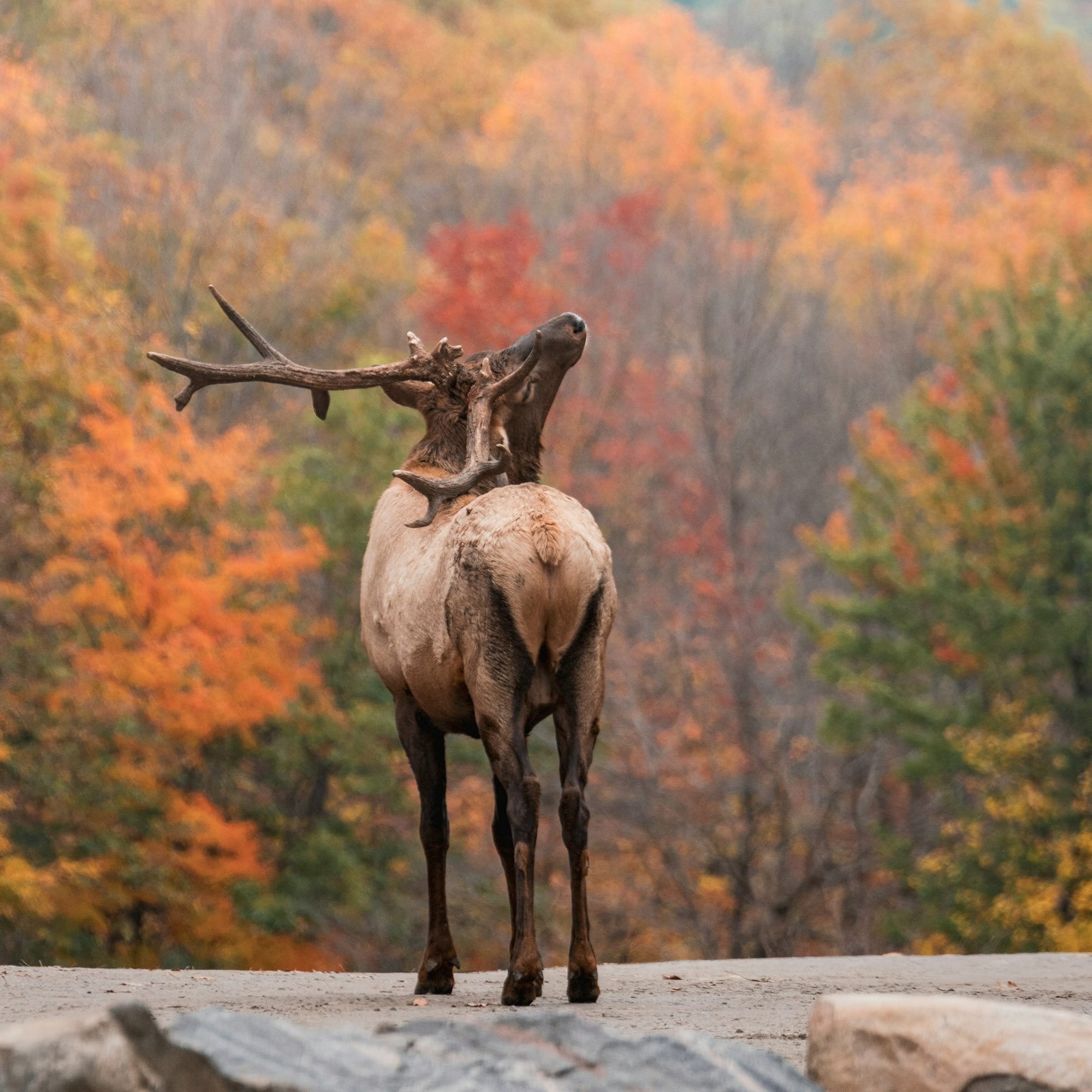 a large animal standing on top of a rocky hillside