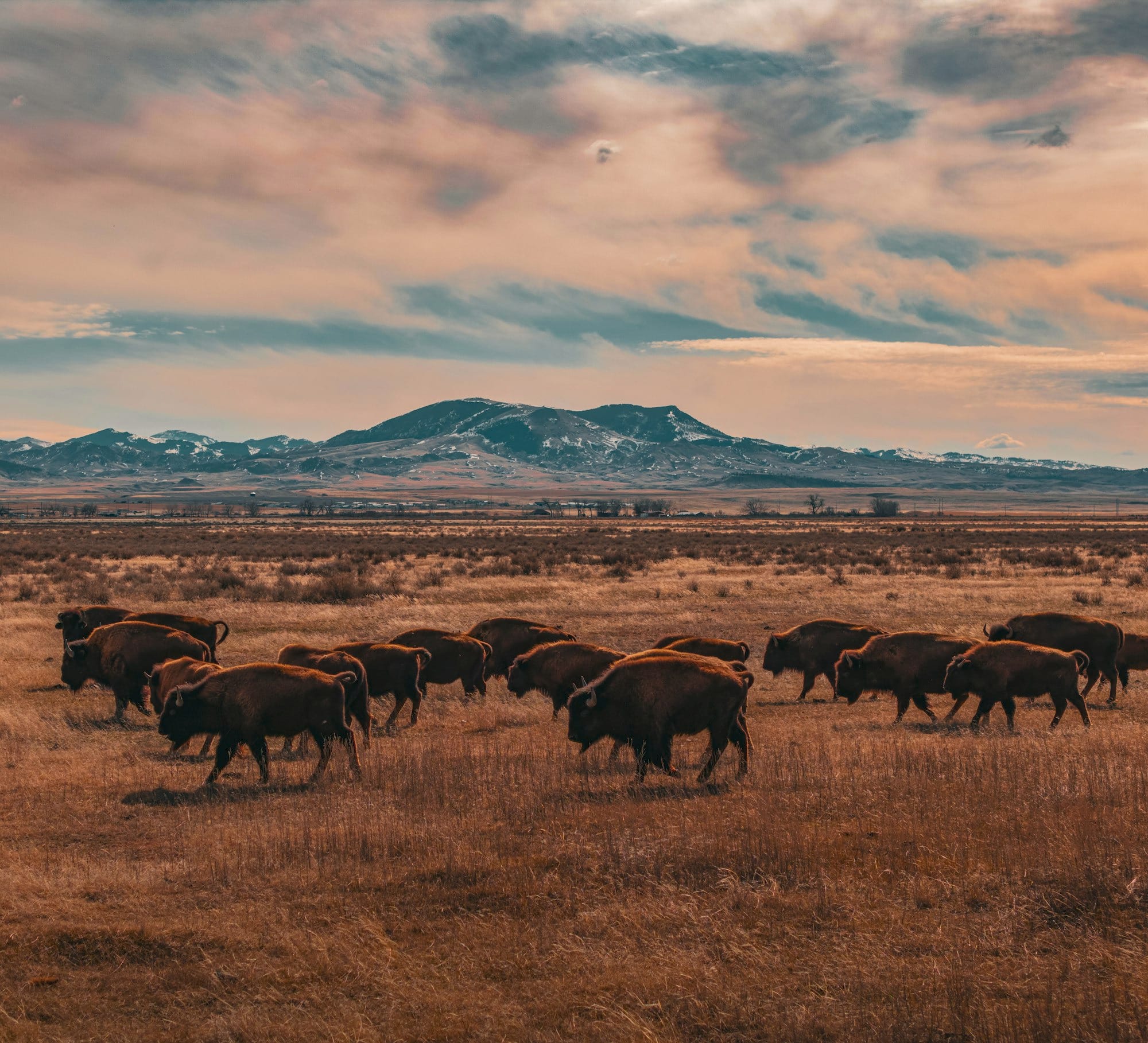 A herd of bison graze in the plains.