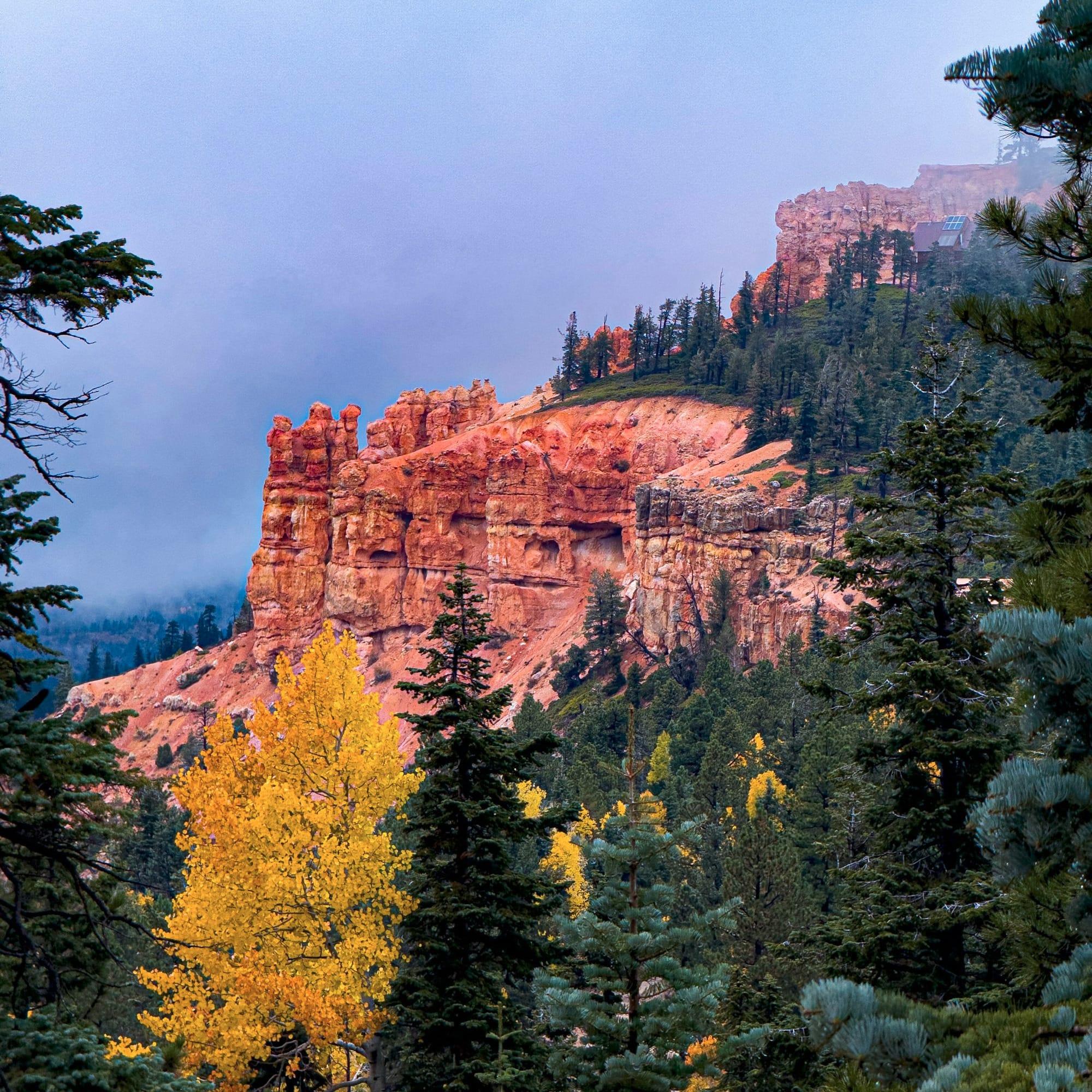 Red rock formations with autumn trees and pine forest