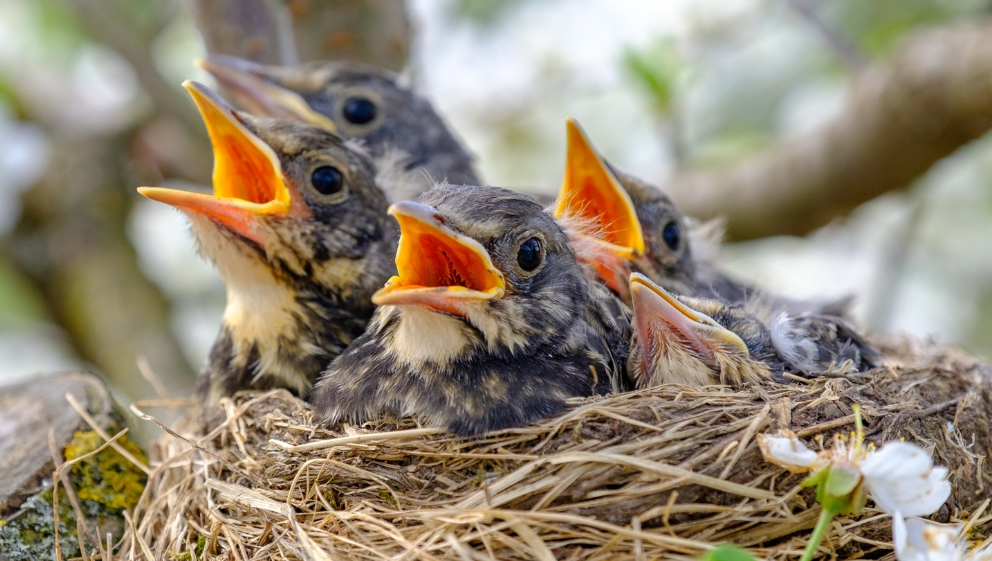 "This Fix My Street enquiry has been automatically closed." Is it because of Nesting Birds or No Budget?
