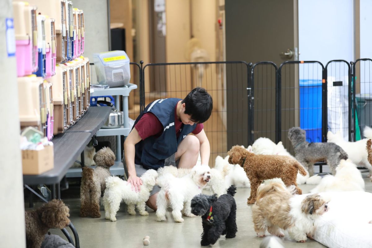 Help Save Korean dogs - Part 1