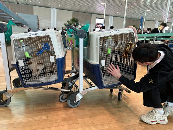 Help Save Korean dogs - Part 3