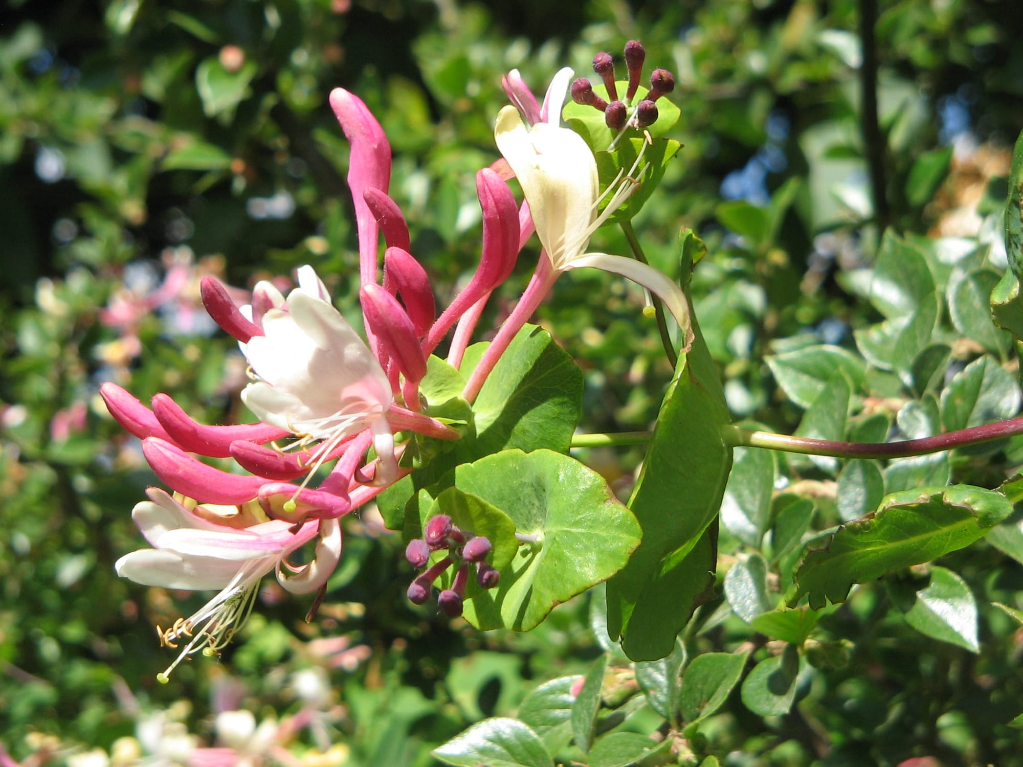 A photo of pink honeysuckle flowers blooming on a vine