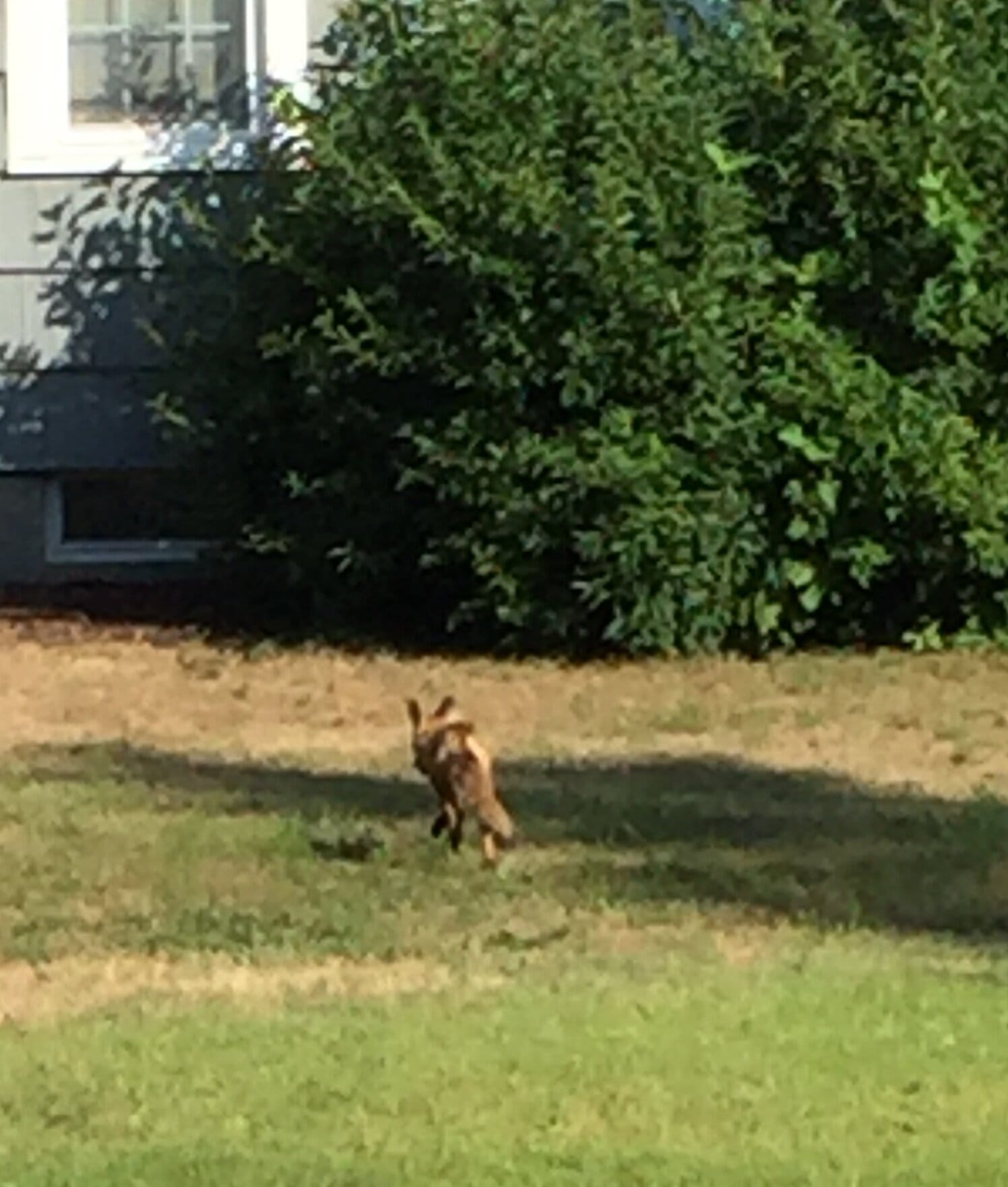 A fox running across a stretch of green-and-brown grass.