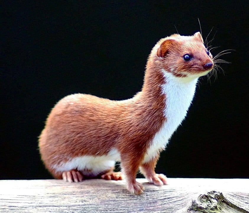 Stunning! An image of Mustela nivalis, the Least weasel, native to Europe, Northern Asia, and North America. She’s the Most weasel in my heart. Sourced from Wikipedia.