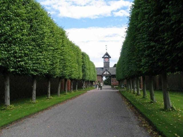 Pleached lime trees at Arley Hall in England, thx Wikipedia