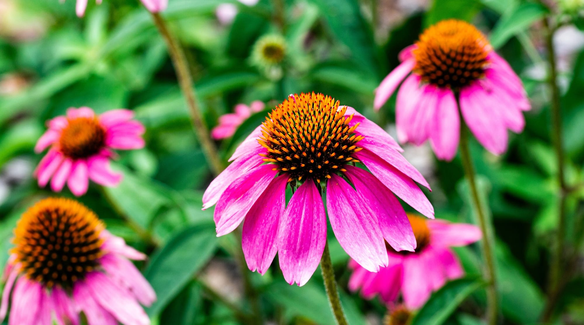 Several purple coneflowers. Photo by Mark Teachey on Unsplash.