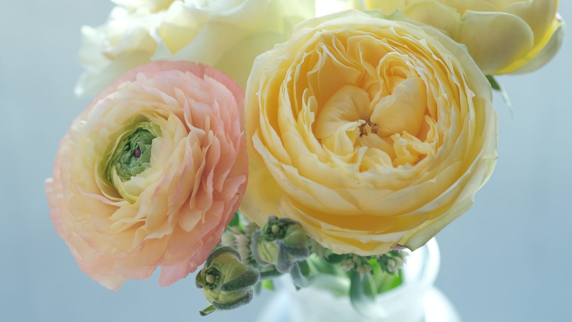 Ranunculus flowers. Photo by 8kka ame on Unsplash.