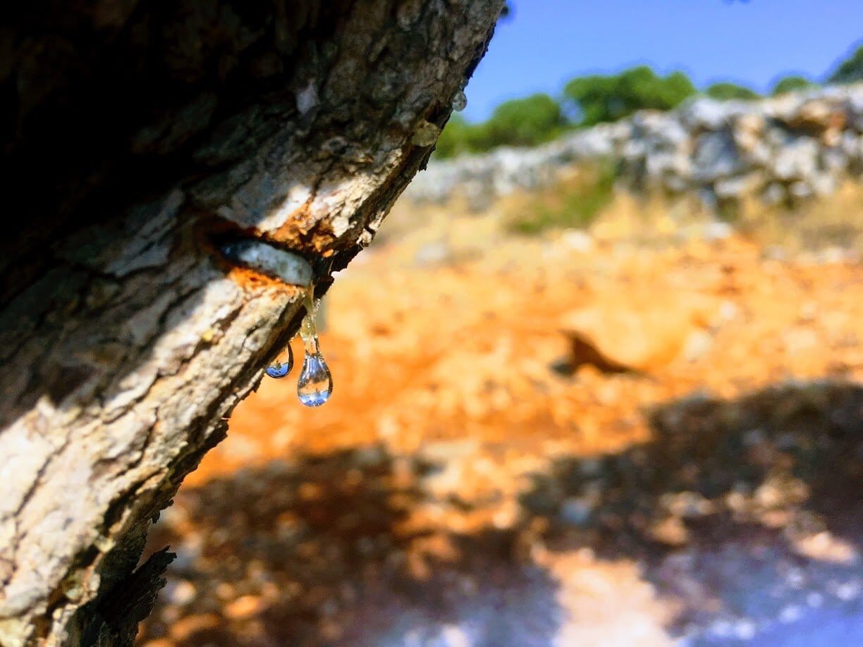 Mastic droplets from a branch. Image sourced from Wikipedia.