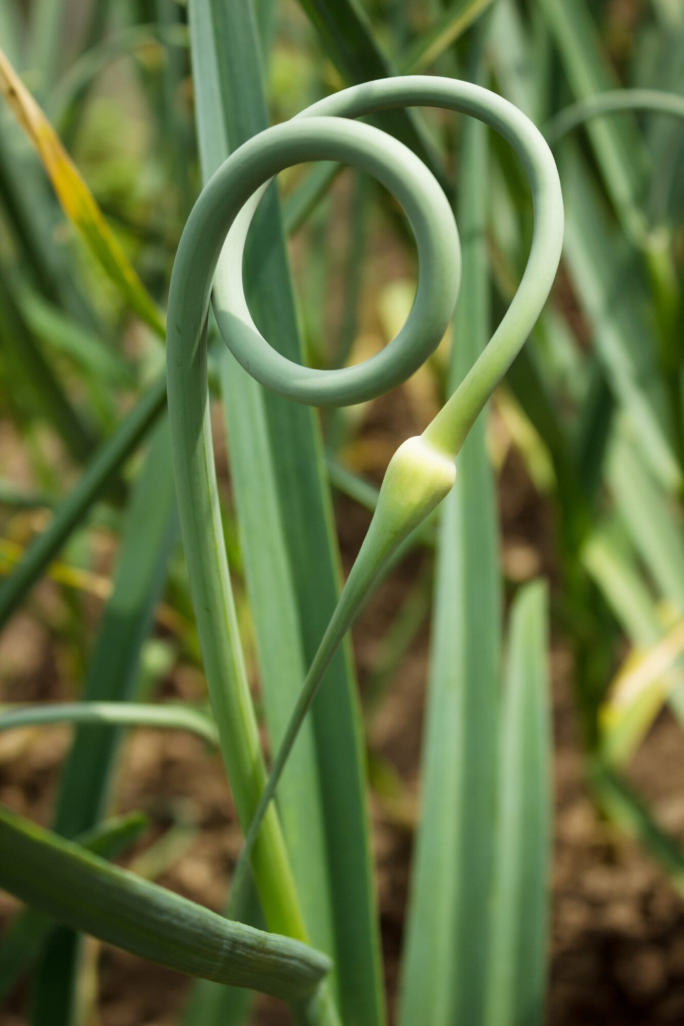 A garlic scape.