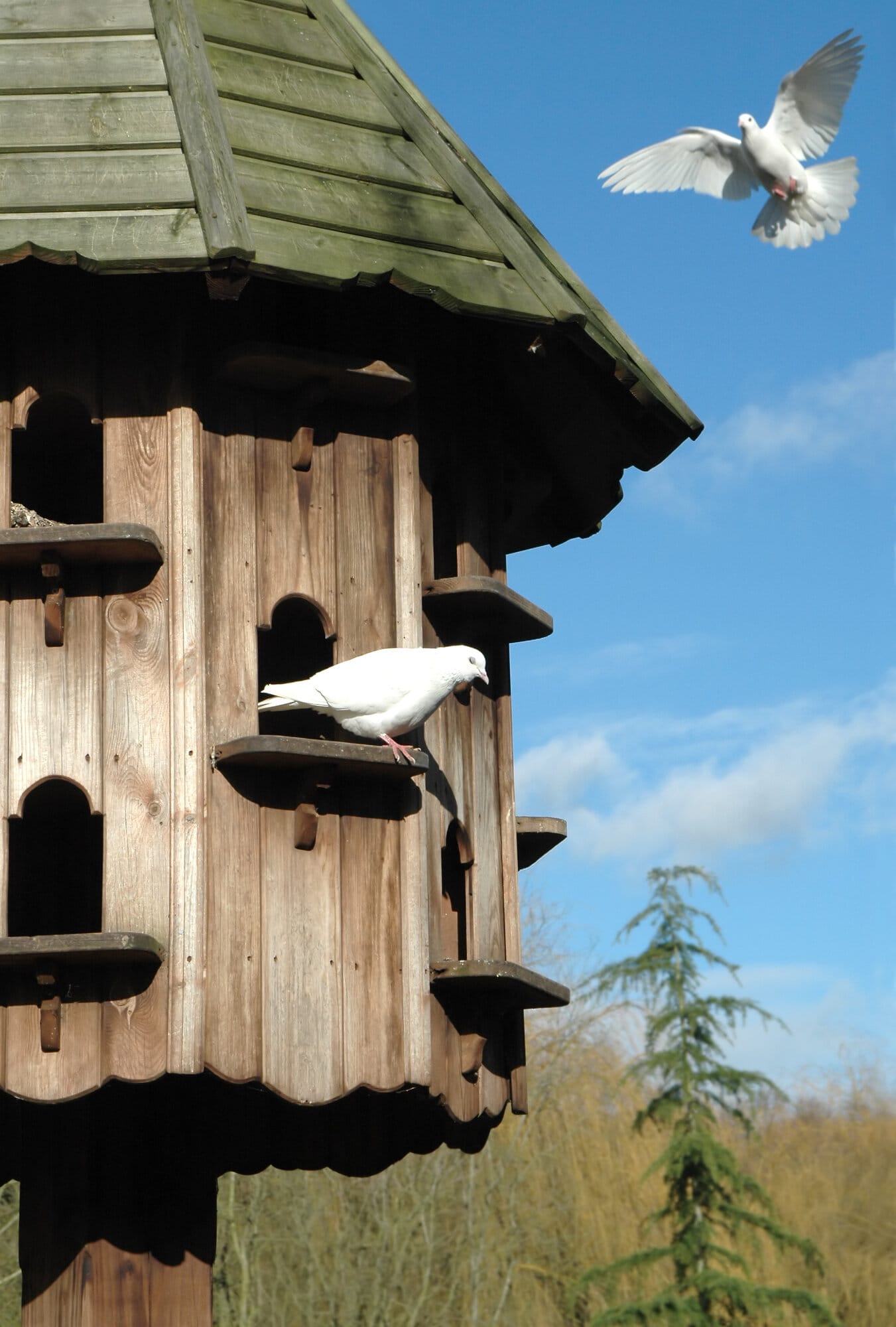 A more modern, wooden dovecote.