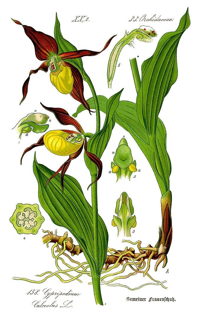 An illustration of a lady's-slipper orchid, which has four deep red petals and one lower, closed yellow petal shaped a bit like a clog.