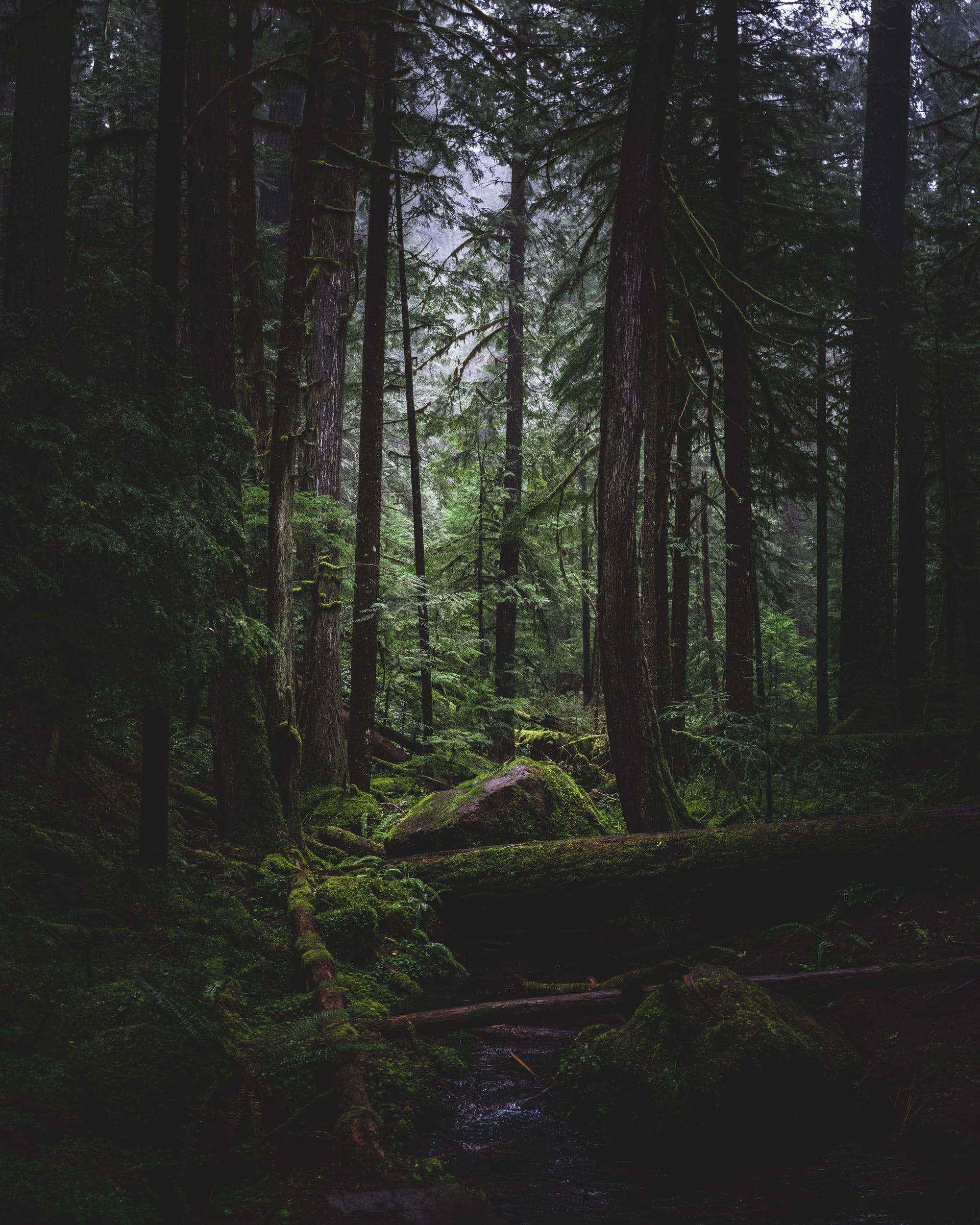 A forest with huge pine trees