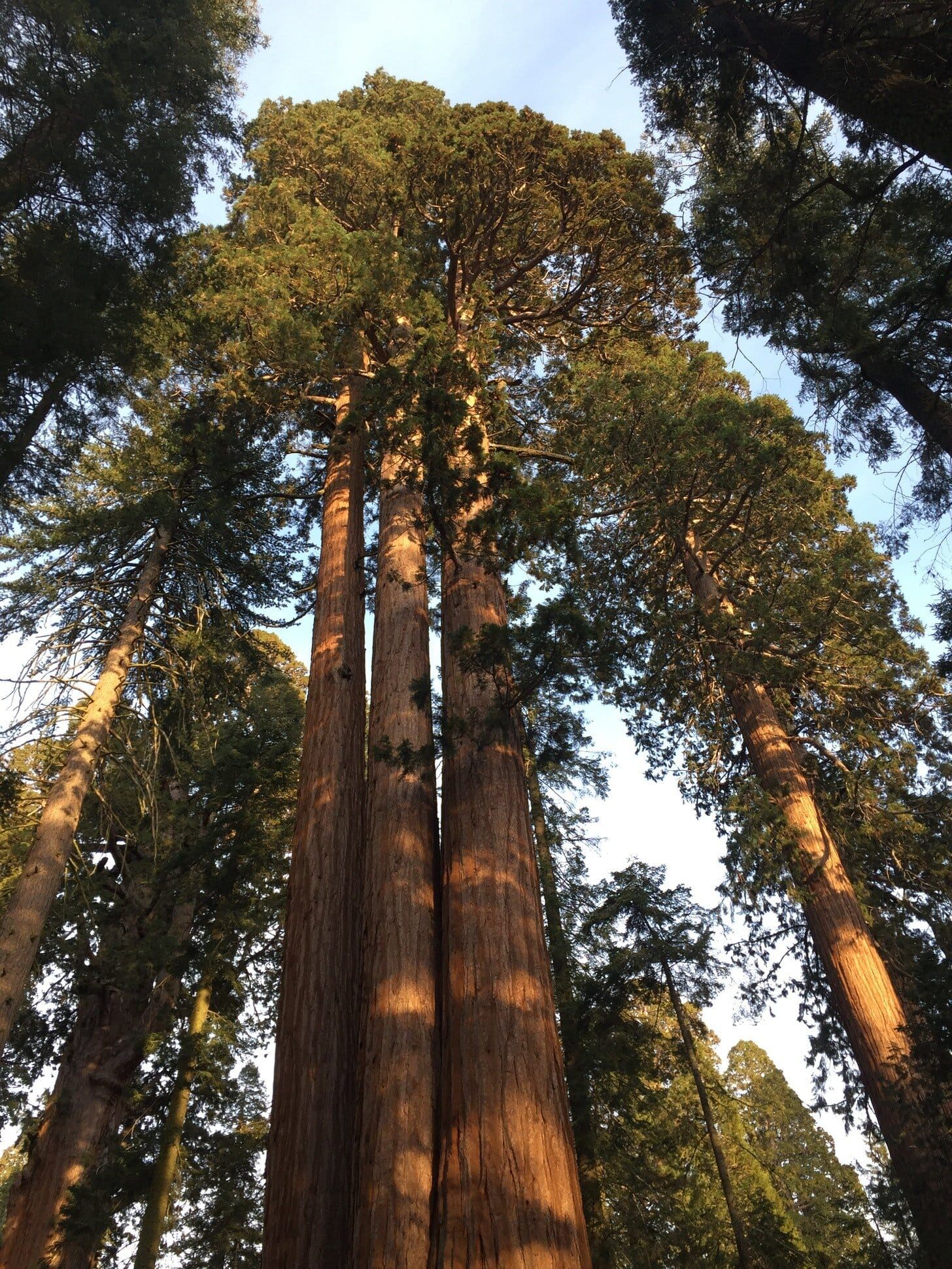 Dead trees and live trees