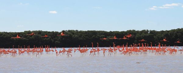 The inevitable sparrowfart