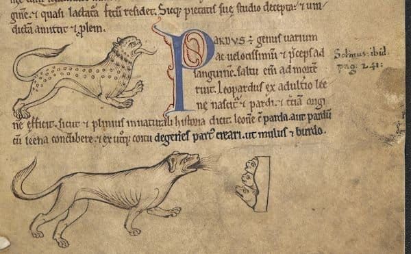 a medieval illuminated manuscript with illustrations of big cats and text in Latin