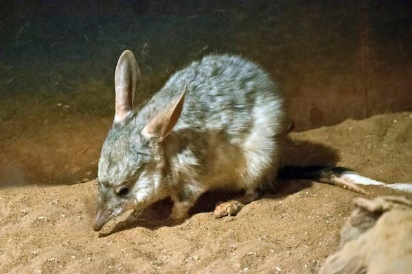 Big-eared rabbit-eared