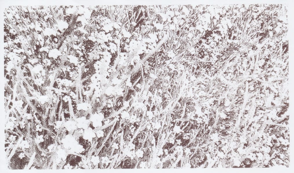 Grayscale thermal printed image of small flowers blooming in a bush, the details not very clear due to lack of color difference between flowers and the parts of the bush